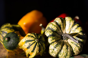 Selection of ornamental gourds with red and yellow sweet peppers at the background