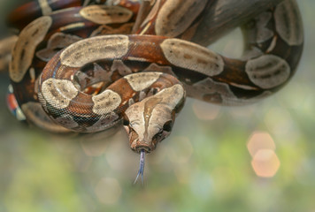 Guyana boa constrictor with green natural background. Beautiful snake on a branch