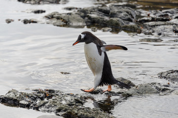 Gentoo penguin going on beach in Antarctica