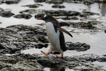 Fototapeta premium Pingwin białobrewy wybiera się na plażę na Antarktydzie