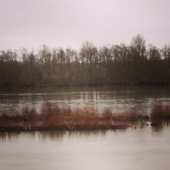 reflection of trees in water