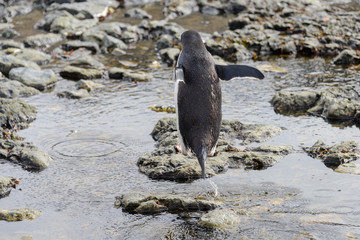 Gentoo penguin going on beach in Antarctica