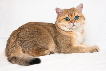 A big British cat of Golden ticked color with huge green eyes and fluffy tail lies on a light...
