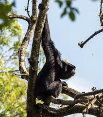 Siamang - Symphalangus syndactylus - Gibbon