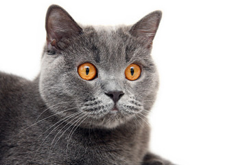 Portrait of blue British cat with big orange eyes on white background. Head of a British cat with orange eyes close-up.