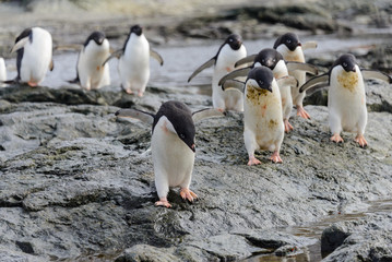 Group of adelie penguins on beach in Antarctica