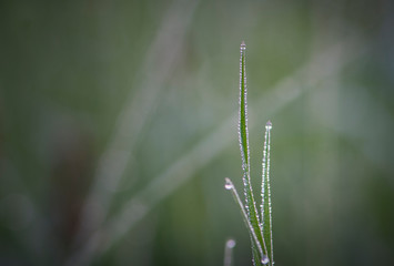 Raindrops on grass