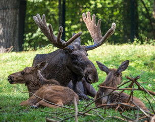 Europäischer Elch - Alces alces