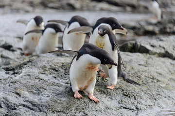Group of adelie penguins on beach in Antarctica