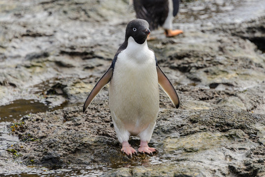 Adelie penguin standing on beach in Antarctica