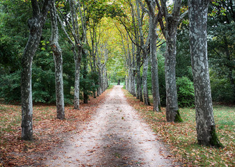 PASEO ENTRE ÁRBOLES EN EL PARQUE