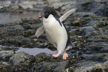 Naklejka premium Adelie penguin going on beach in Antarctica 