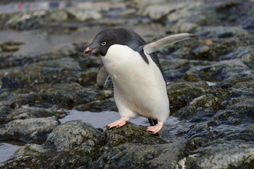 Obraz premium Adelie penguin going on beach in Antarctica 