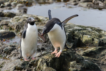 Naklejka premium Adelie penguin going on beach in Antarctica 