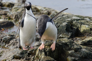 Naklejka premium Adelie penguin going on beach in Antarctica 