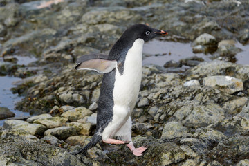 Fototapeta premium Adelie penguin standing on beach in Antarctica
