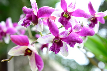 Fototapeta na wymiar Orchid in the jungle of Thailand