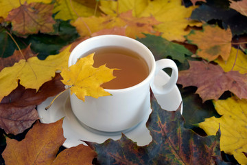 Tea is in a white cup on color autumn leaves.   In the nature an autumn season. Close up