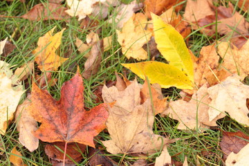 Red Yellow and Brown Autumn Leaves on the Ground Background Texture