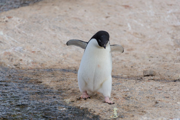 Naklejka premium Adelie penguin going on beach in Antarctica