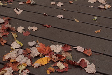 Bright Red and Orange Autumn Leaves on Diagonal Lined Dark Brown Wooden Boardwalk