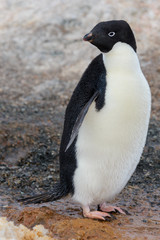 Adelie penguin going on beach in Antarctica