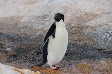 Adelie penguin going on beach in Antarctica