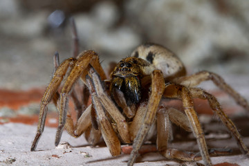 Wolf spider Hogna radiata cannibalistic behaviour