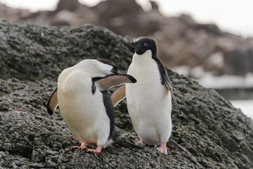 Two adelie penguins standing on beach in Antarctica