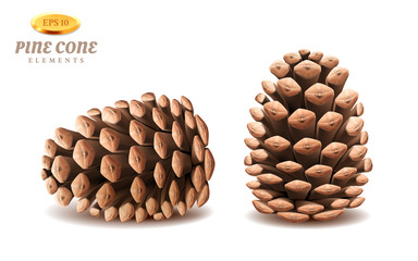 Isolated 3d pine cones or realistic evergreen strobilus. Coniferous winter plant organ for seeds. Decoration for christmas and new year holidays. Botany and biology, forest and wood, nature theme