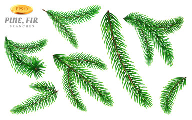 Set of isolated pine tree branches or fir tree twig. Evergreen or coniferous plant parts with needles or prickly spruce. New year and christmas decorations for holiday or festive celebration