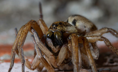 Wolf spider Hogna radiata cannibalistic behaviour