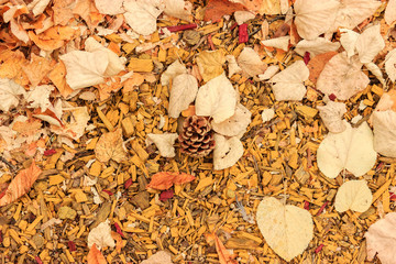 Autumn composition.Cone and dried golden leaves on the ground