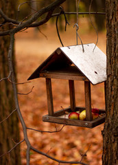 house bird feeder