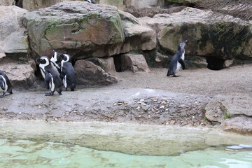 penguins on rock