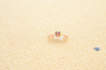 Fototapeta na wymiar Little crab on the beach in the sand