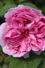 pink rose in the garden