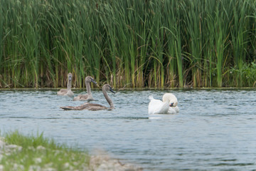 Swan family cleaning doing hygiend in front of green reed