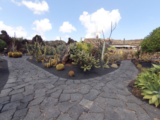 Cactus garden © Mask