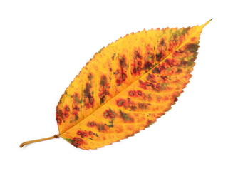 Fototapeta premium Colorful dry leaf isolated on white background, top view