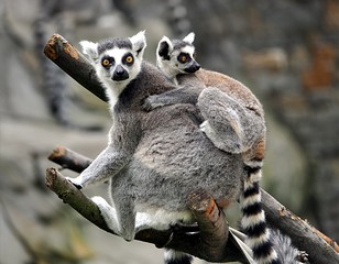 small monkey Lemur