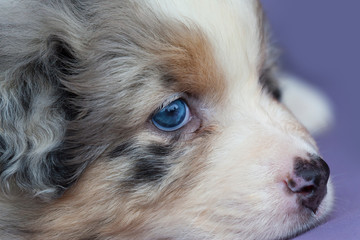 Retrato close-up de cachorro de perro Pastor Australiano