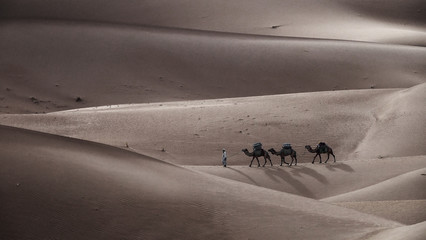 Camel caravan in desert sand dunes
