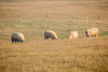 sheep are grazing on a mountain meadow