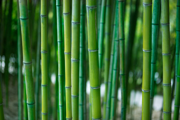 Obraz premium Green bamboo stalks close up