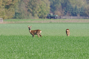 Rehwild im Herbst auf dem Feld