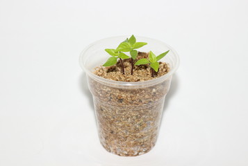 Young pepper sprouts in plastic cup on white background isolated. Potting soil for seedlings used vermiculite as a simple method of growing in hydroponics