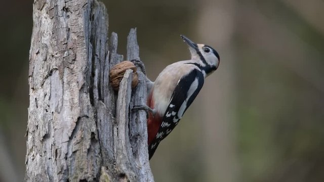 Picchio rosso maggiore