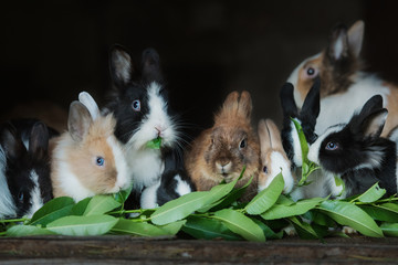 Group of decorative rabbits eating green leaves - obrazy, fototapety, plakaty