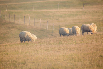 sheep are grazing on a mountain meadow